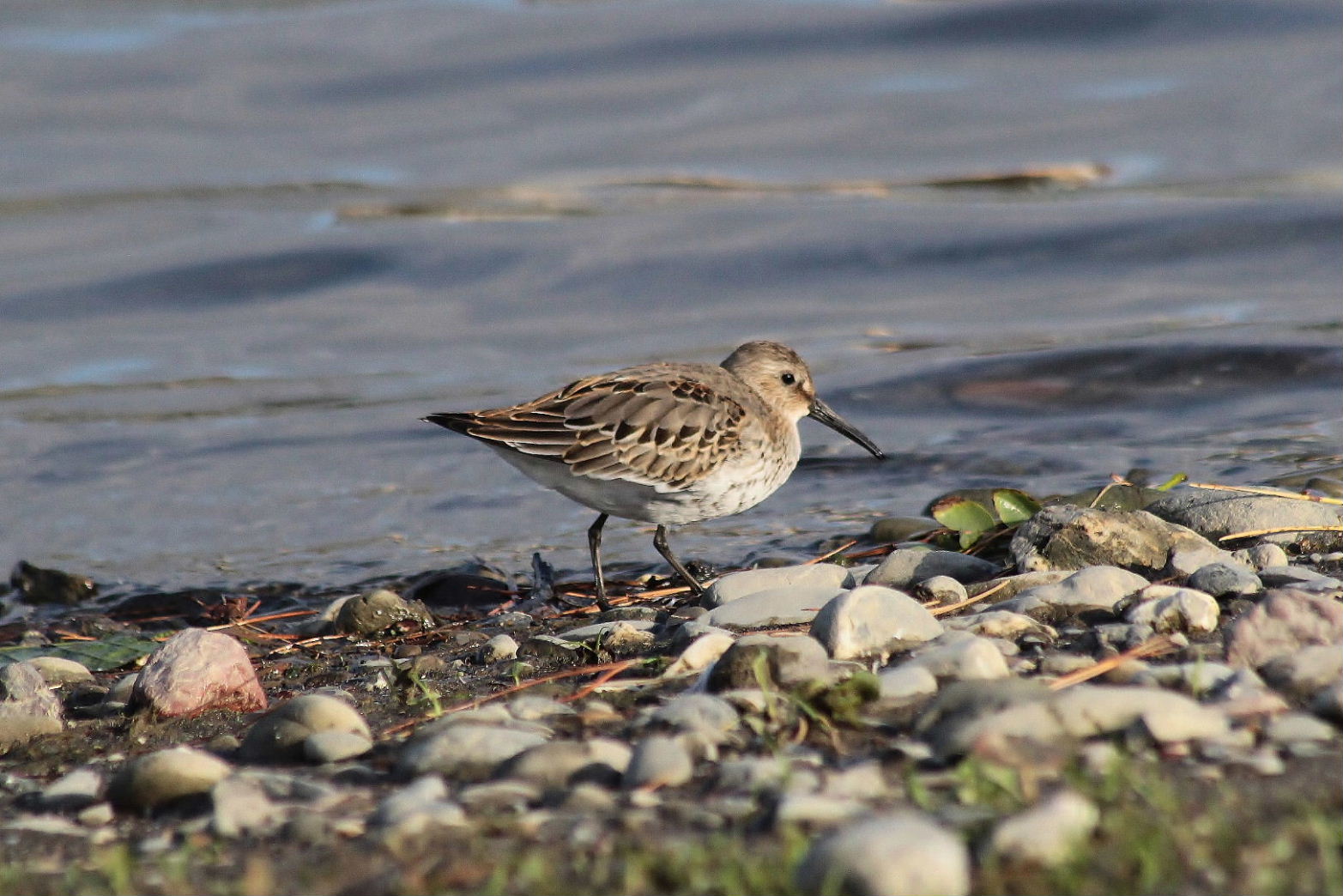 Calidris alpina  Piovanello pancianera